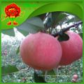 Maduras, maçãs, 100, 125, tamanho, fresco, vermelho, gostosa, maçã